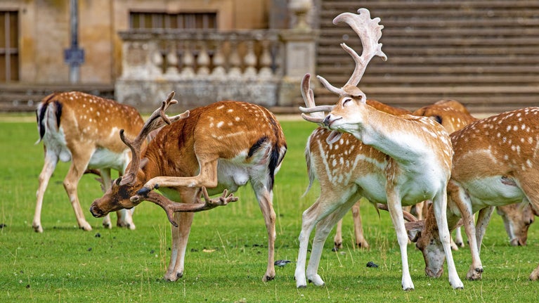 Half a dozen deer graze and groom themselves in front of Belton House.